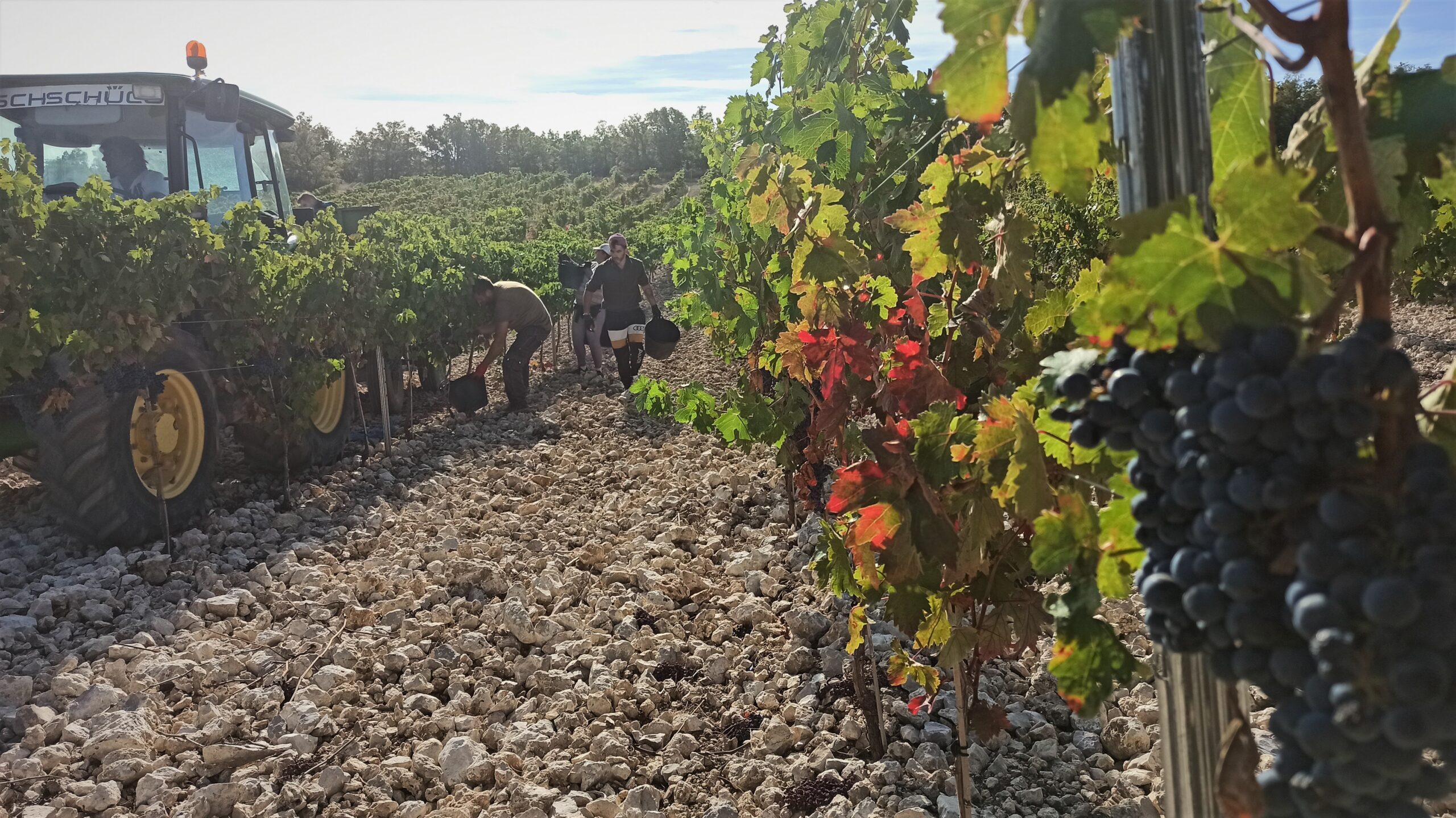 recogida viñedos bodegas montelaguna