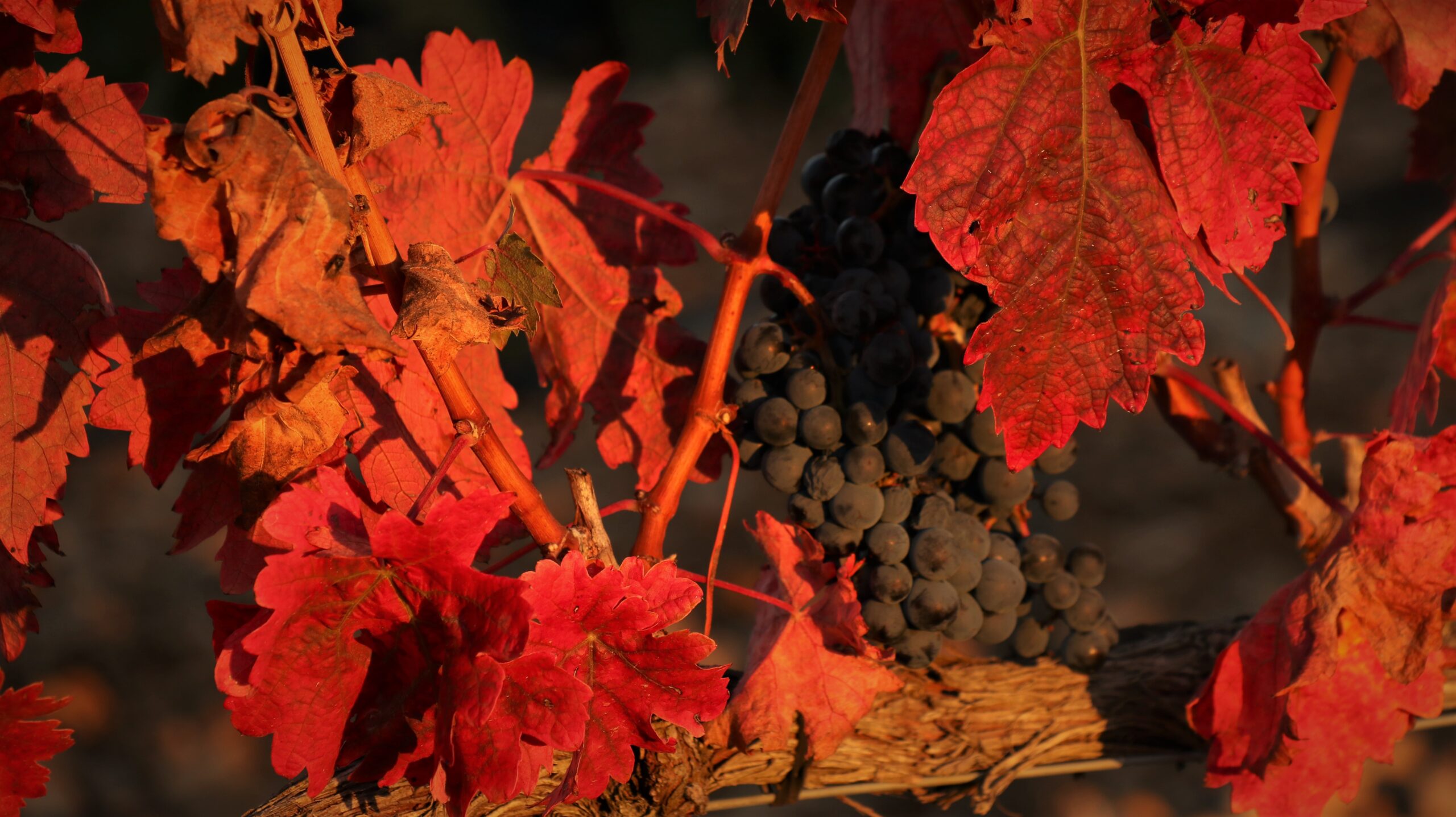 viñedo al atardecer en otoño