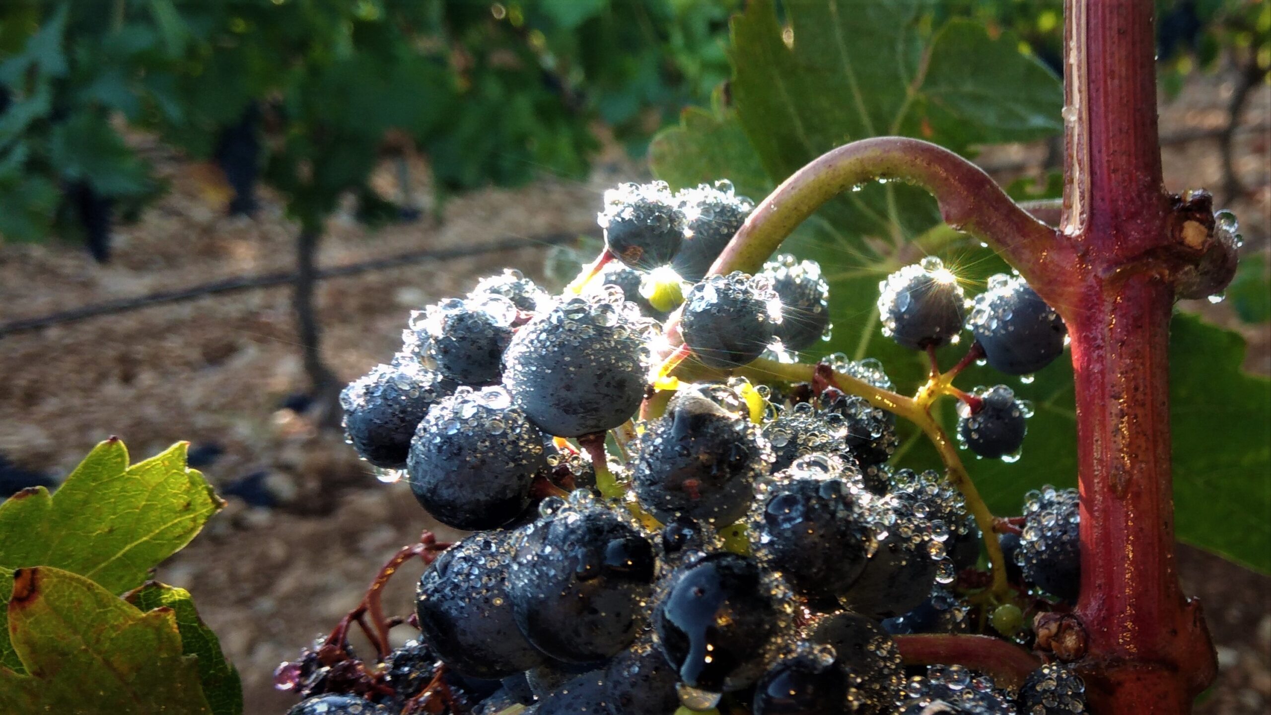uvas al amanecer un día de invierno