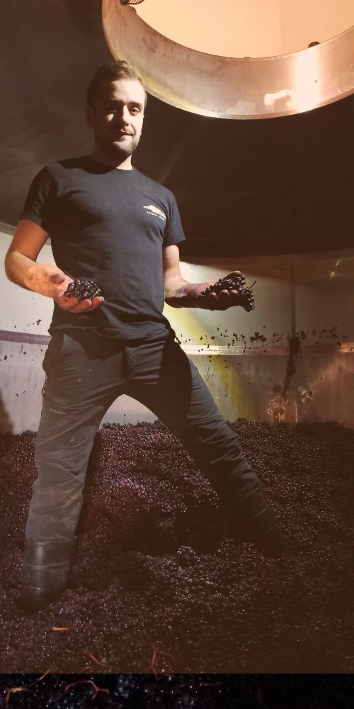 operario dentro de un deposito con uvas