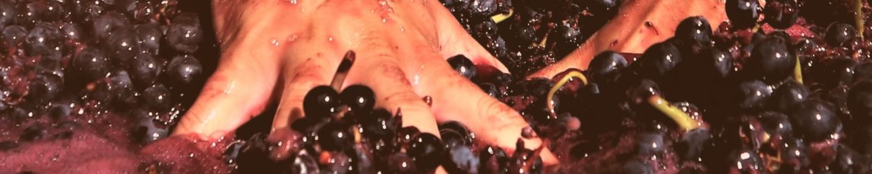 manos tocando uvas recién vendimiadas