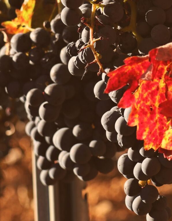 atardecer uvas otoño montelaguna