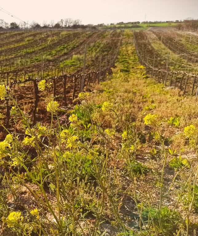 paisaje viñedos bodegas montelaguna